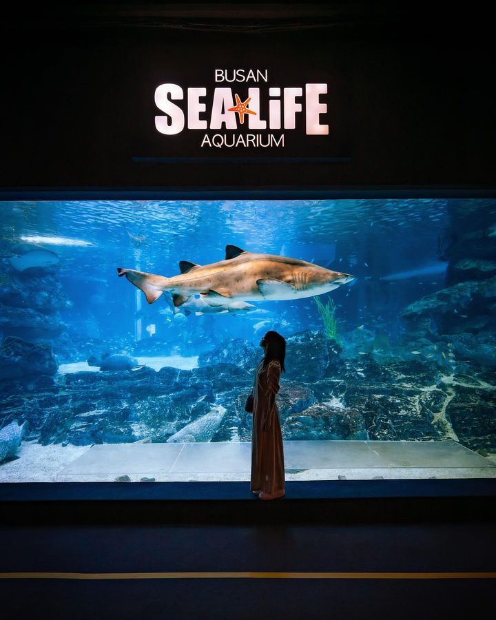 출처: SEA LIFE 부산아쿠아리움 페이스북 계정 