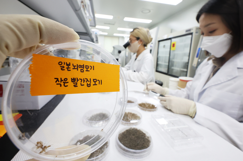 일본뇌염 모기 조심/자료=연합뉴스