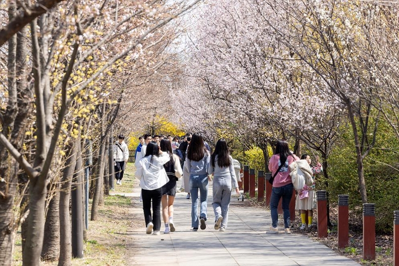 <strong>여의도 봄꽃 축제 현장 모습/자료=영등포구</strong>