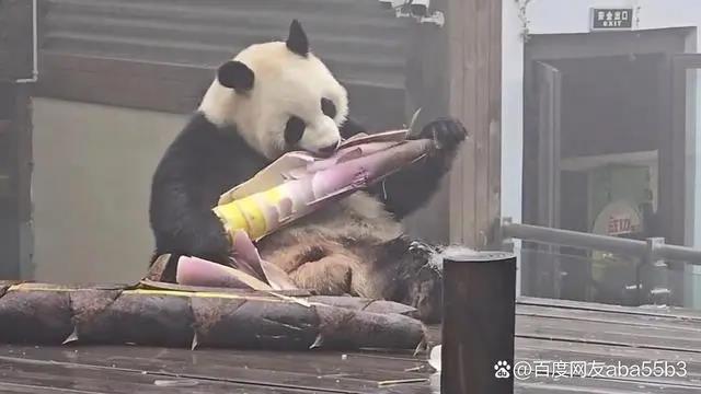 <strong>죽순 먹는 판다/연합뉴스</strong>