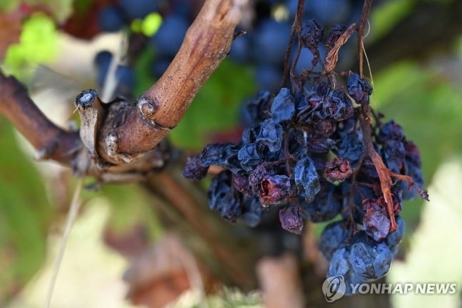 혹독한 날씨 때문에 망가진 포도/연합뉴스