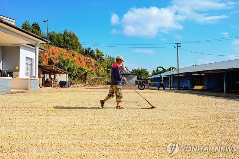 <strong>중국 윈난성의 커피 재배지</strong>