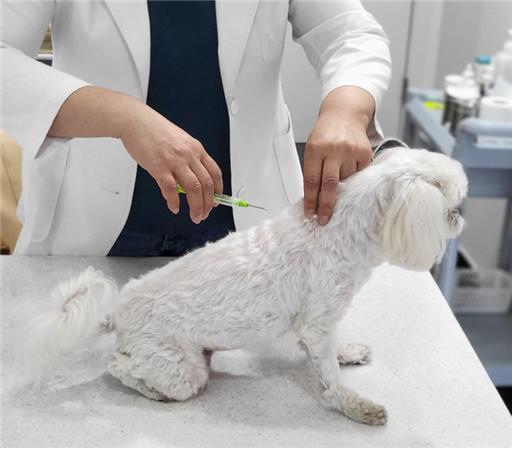 동물등록(내장형 칩 시술) 장면(사진=연합뉴스)