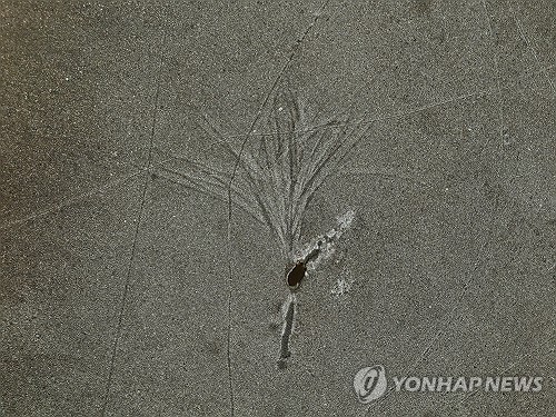 아마존 강바닥의 야자수 흔적