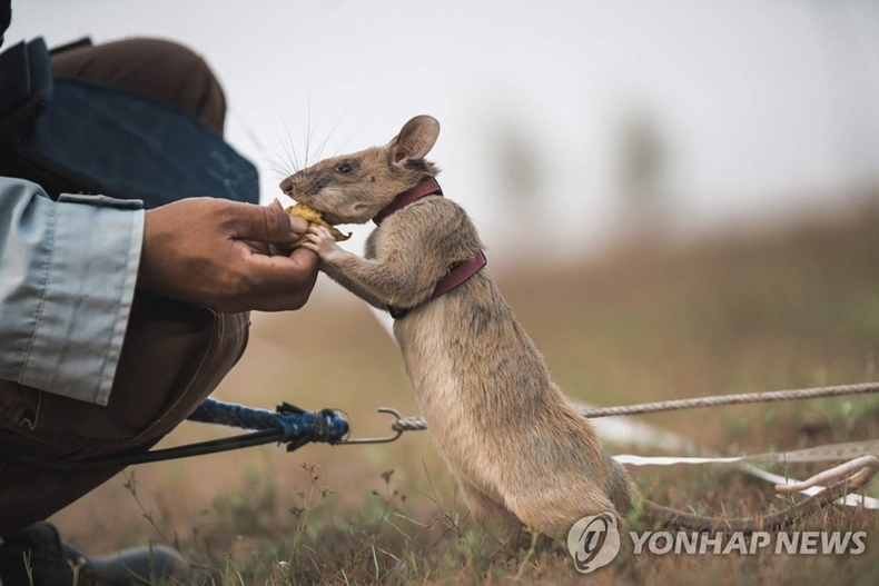 캄보디아에서 지뢰탐지 작업에 투입된 아프리카 거대 주머니쥐