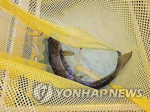 <strong>고향 울산 태화강에 회귀한 연어</strong>
