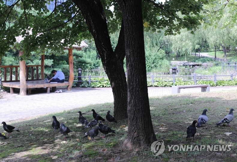 서울 여의도공원 비둘기 떼