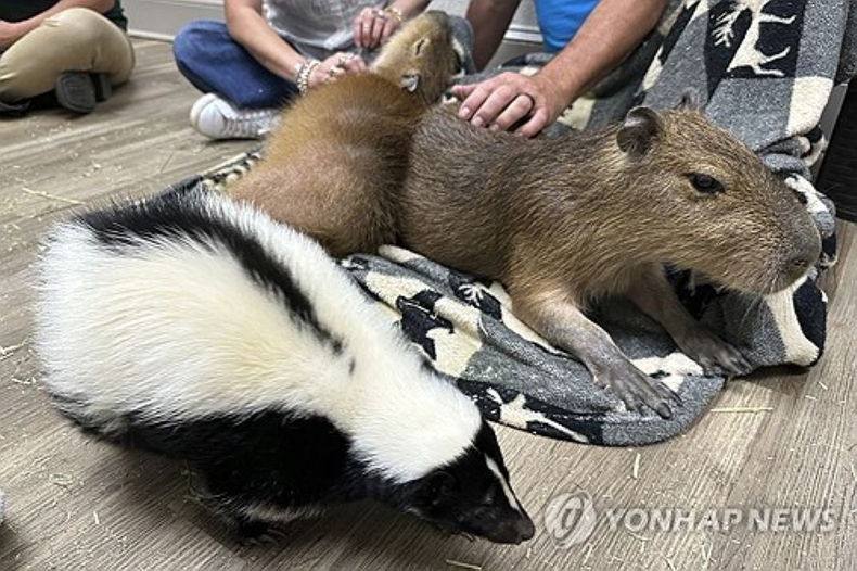 <strong>미국 플로리다 카피바라 카페</strong>