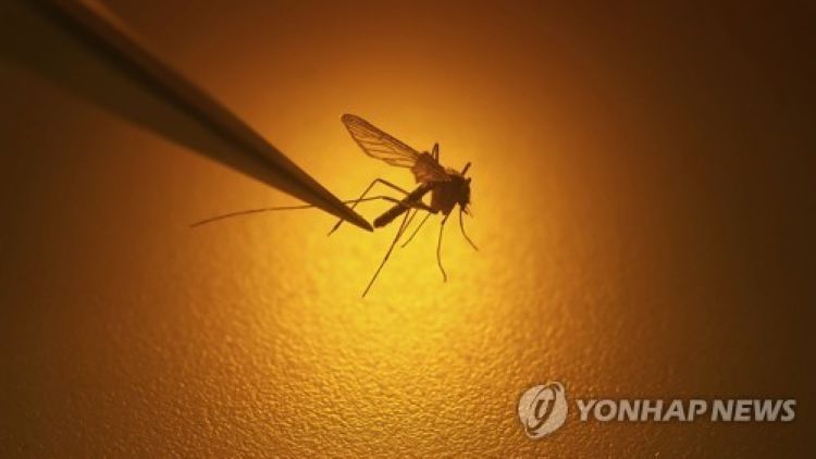 모기 