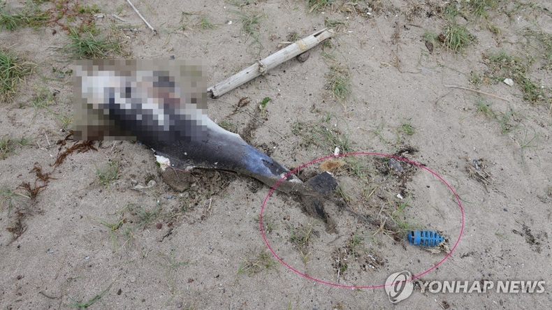 폐어구에 걸린 채 죽은 새끼 남방큰돌고래