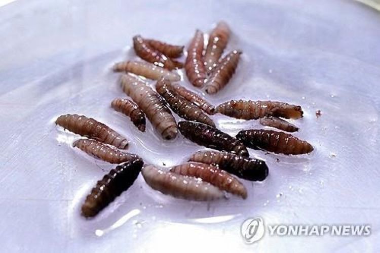 나사벌레 