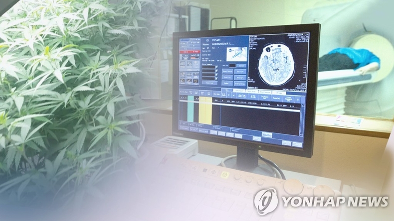 의료용 대마 합법화 추세