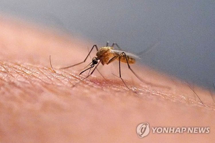 모기(기사와 관련없음)
