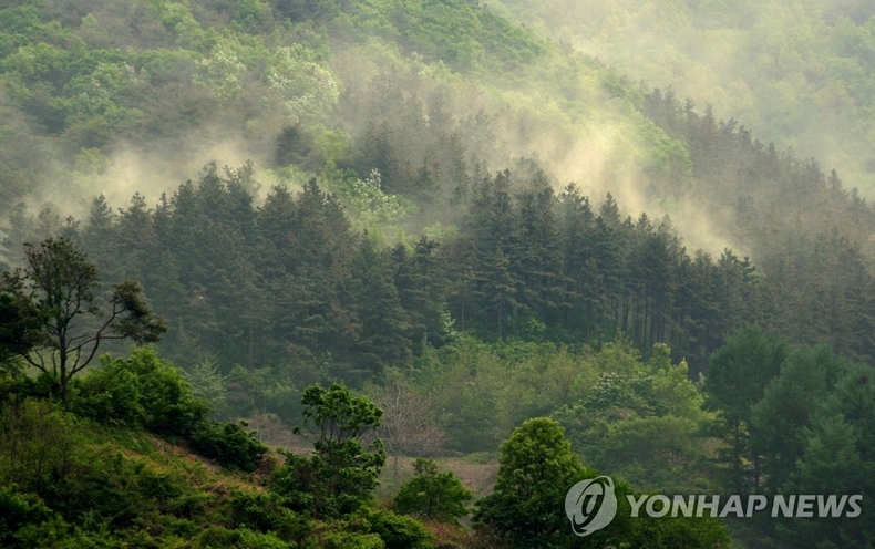 <strong>송홧가루 내뿜는 소나무들</strong>